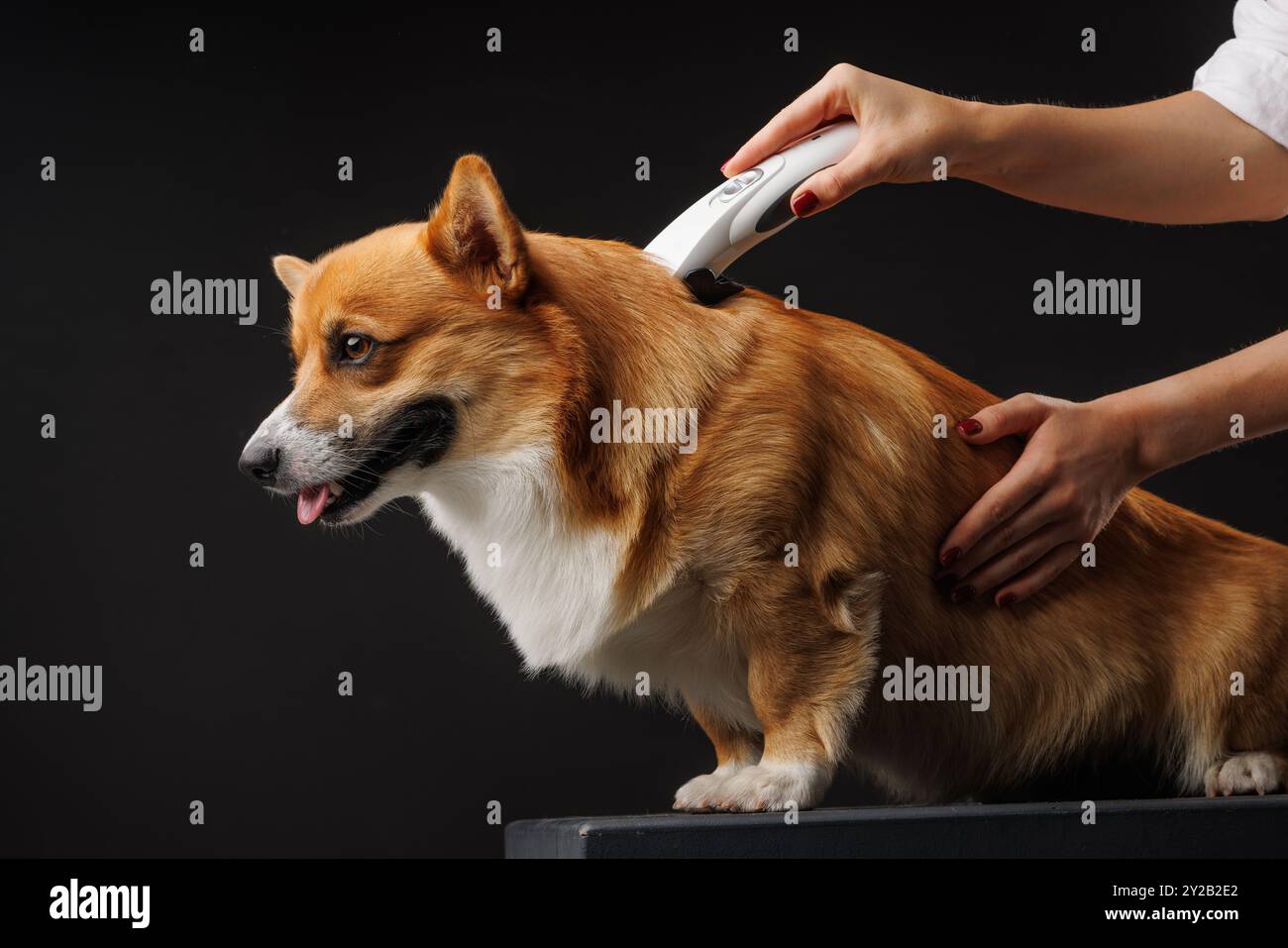 Toiletteur coupant les poils de chien Welsh Corgi Pembroke avec tondeuse sur fond sombre, concept de toilettage de chien en gros plan Banque D'Images