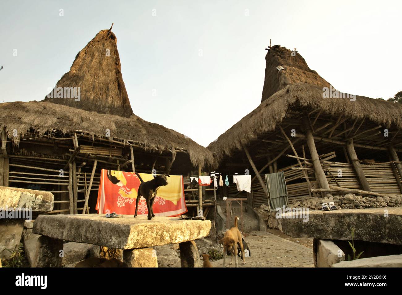 Un chien debout sur un dolmen mégalithique, dans un fond d'un couvre-lit qui est séché au soleil et des maisons traditionnelles sur l'île de Sumba, en Indonésie. Banque D'Images