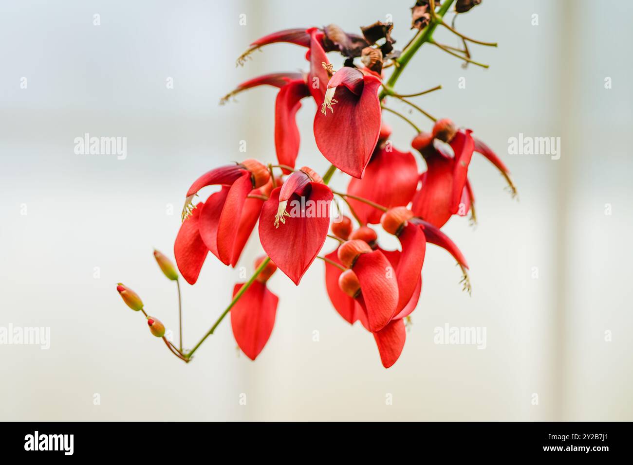 Fleurs rouges du buisson de corail des Caraïbes. Gros plan sur les plantes à fleurs. Erythrina crista-galli. Banque D'Images