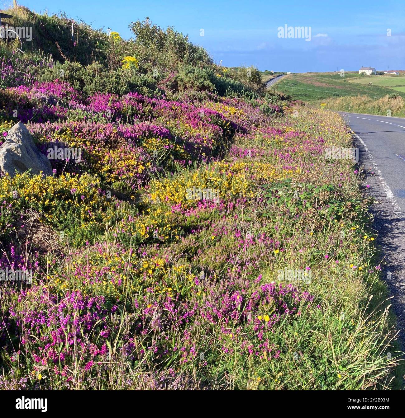Une belle bordure de route colorée dans l'ouest des Cornouailles, Royaume-Uni. Banque D'Images
