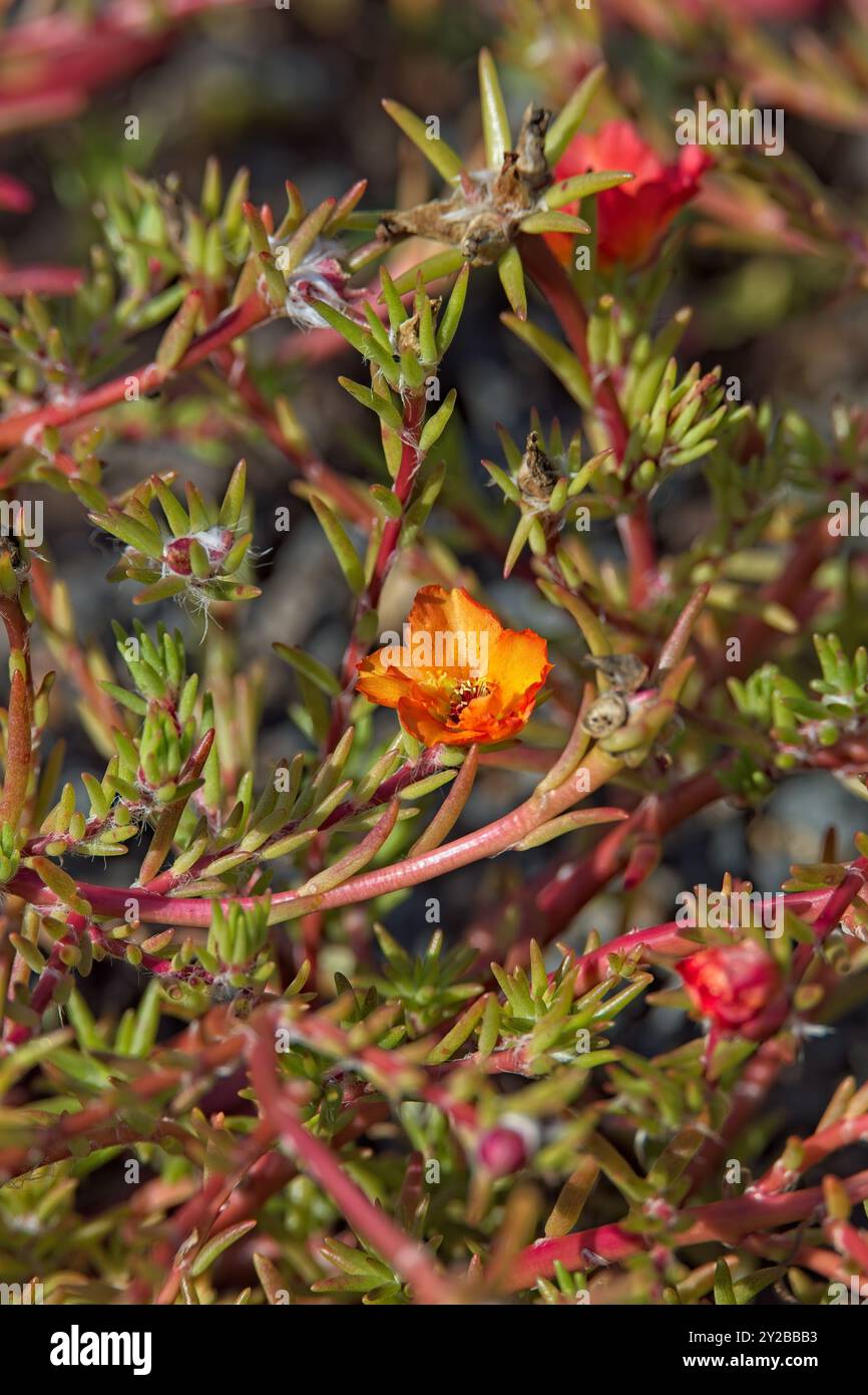 En gros plan de Portulaca grandiflora, connu sous le nom de rose des mousses, est une plante à fleurs succelente de la famille des portulacaceae. Banque D'Images