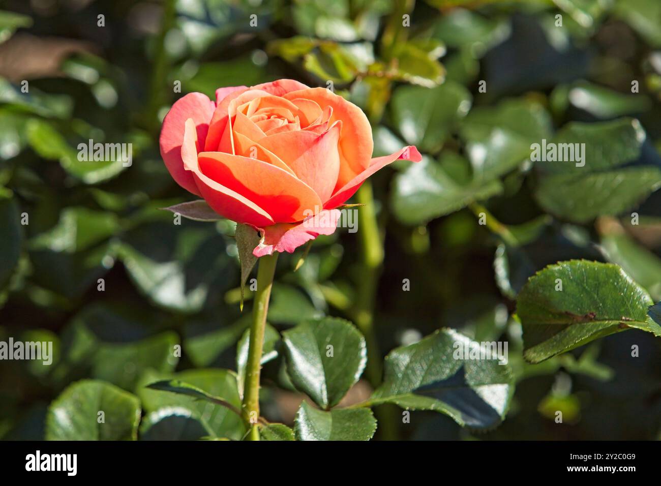 Gros plan de Rosa Coral Lions Rose qui est une fleur de couleur abricot lumineuse à moyenne. Banque D'Images