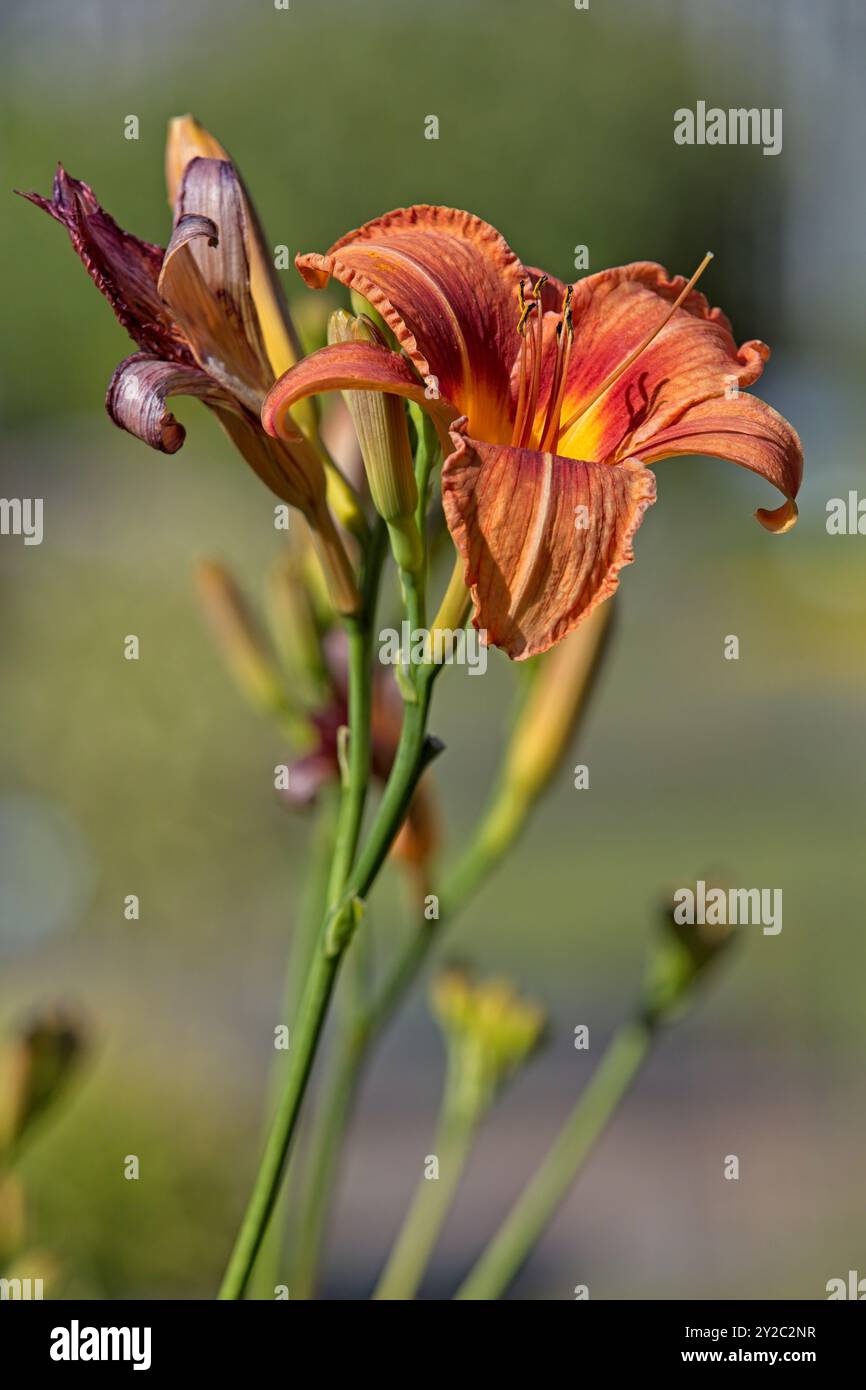 Gros plan de hemerocallis fulva , le nénuphar orange, le nénuphar, le nénuphar, le nénuphar de maïs, le nénuphar tigre, Fulvous Daylily, Ditch Lily ou Lily du 4 juillet. Banque D'Images