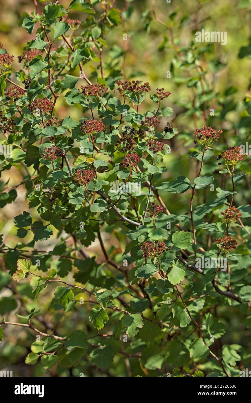 En gros plan de spiraea trilobata, connue sous le nom de bonbon asiatique, est une espèce de plante à fleurs de la famille des rosacées. Banque D'Images