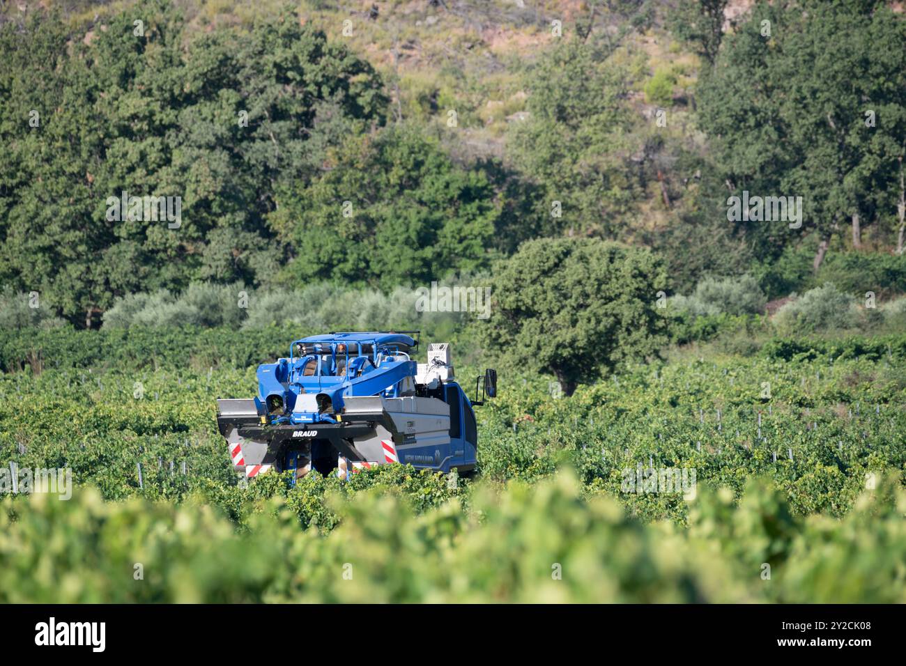 Puyloubier, France, 10 septembre 2024. Une machine à vendanger en action au milieu des vignobles pittoresques de Puyloubier, le plus grand des Bouches-du-Rhône. Nichée au cœur de la Provence, cette région est réputée pour ses vins AOC Côtes de Provence Sainte-victoire. Les vendanges se poursuivent dans le sud de la France, la machine glisse à travers des rangées de vignes luxuriantes, récoltant des fruits mûrs destinés à des vins de classe mondiale. Crédit : David GABIS/Alamy Live News Banque D'Images