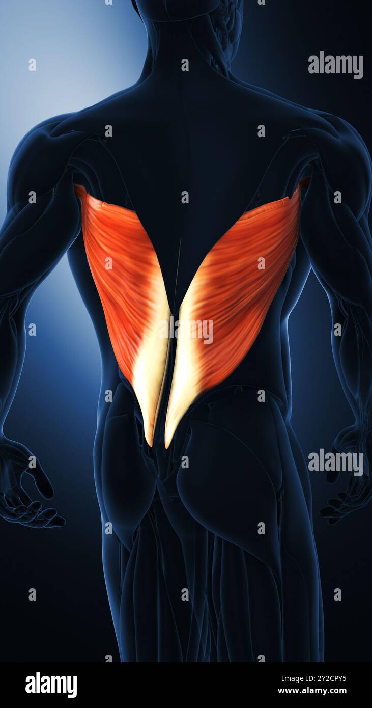 Muscle grand dorsal dans le système musculaire humain Banque D'Images