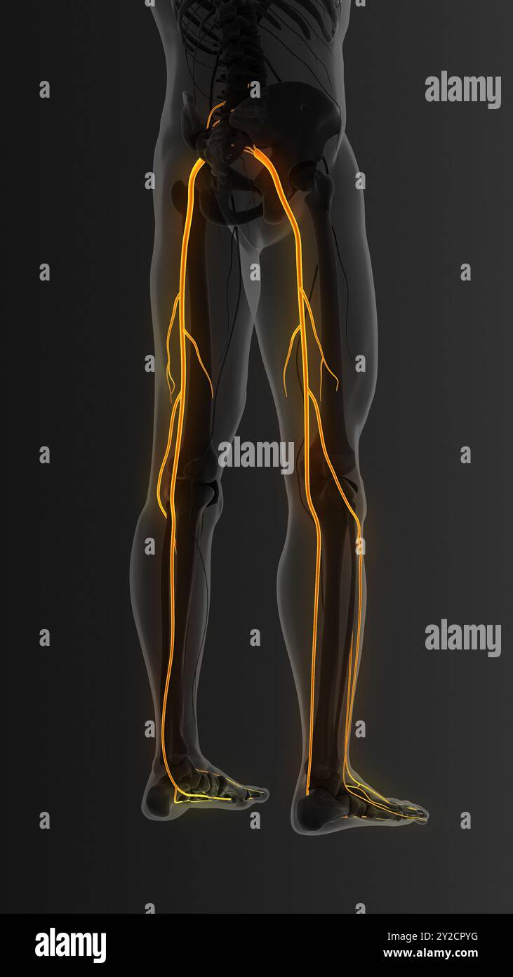 Nerf sciatique douloureux dans les deux jambes Banque D'Images