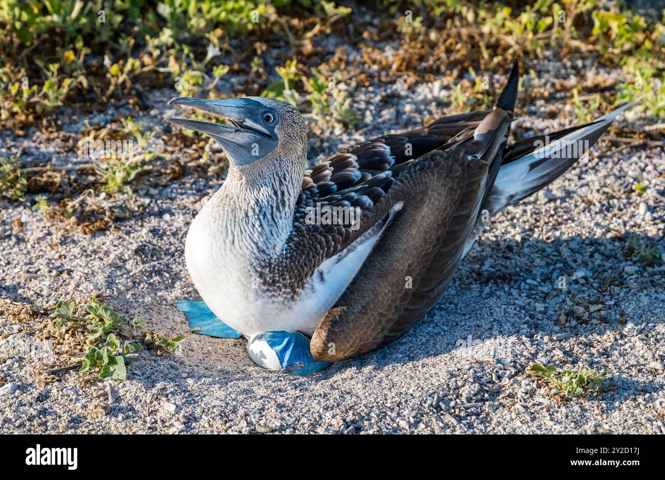 Un nain aux pieds bleus (Sula nebouxii) assis sur des œufs dans un nid, île de San Cristobal, Galapagos Banque D'Images