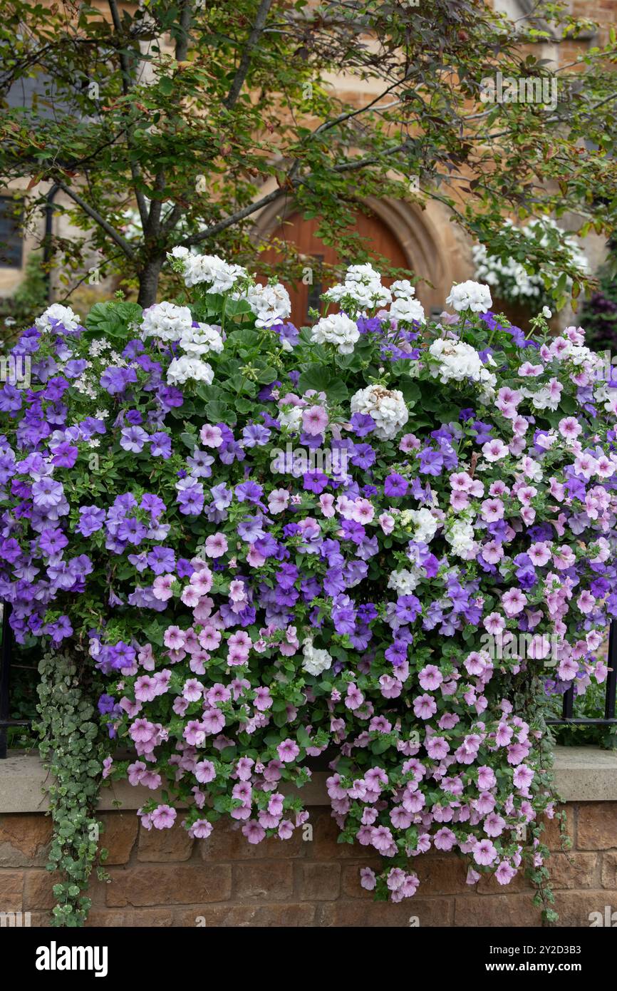 Étalage de fleurs de pétunia. Oxfordshire, Angleterre Banque D'Images