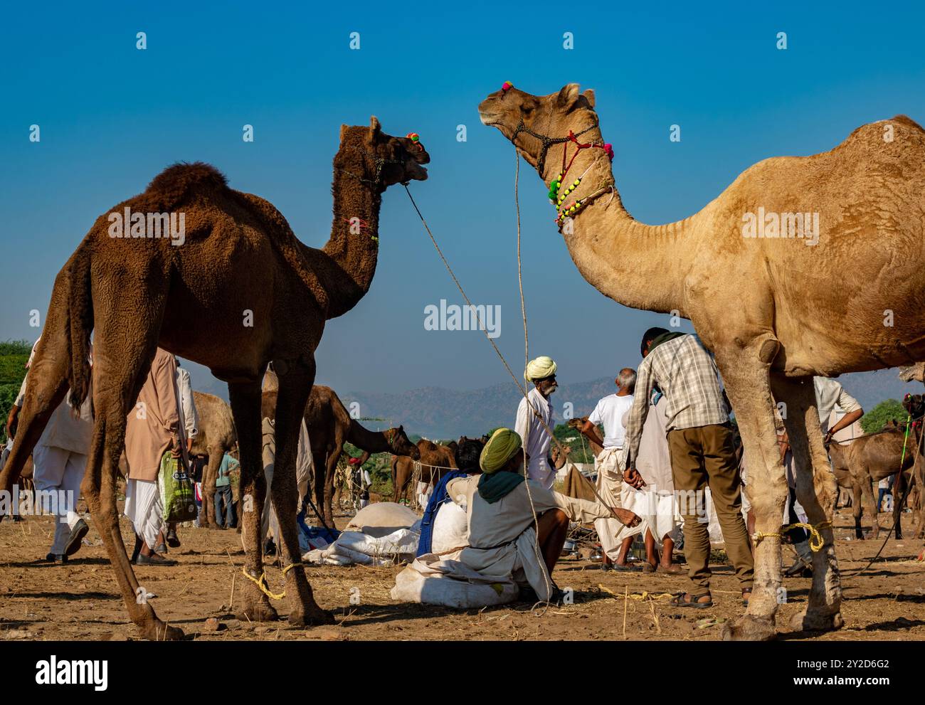 Pushkar Mela Inde Banque D'Images