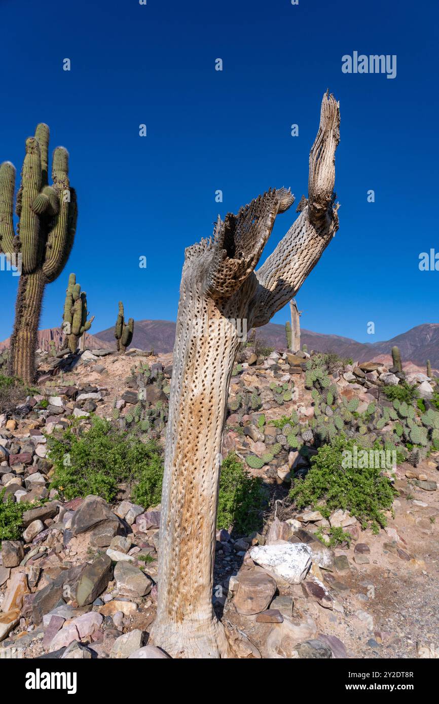 Cardón squelette de cactus dans les ruines non excavées de la Pucara de Tilcara, un site archéologique préhispanique près de Tilcara, Argentine. Banque D'Images