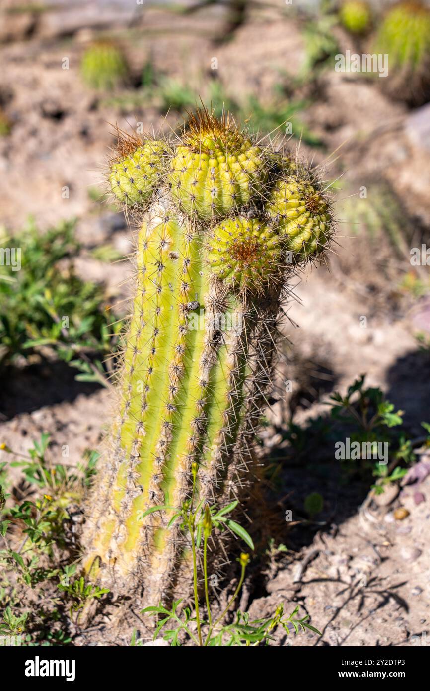 Petit Cardon Cactus, Soehrensia schickendantzii, dans le jardin Botánico de Altura près de Tilcara, Argentine. Banque D'Images