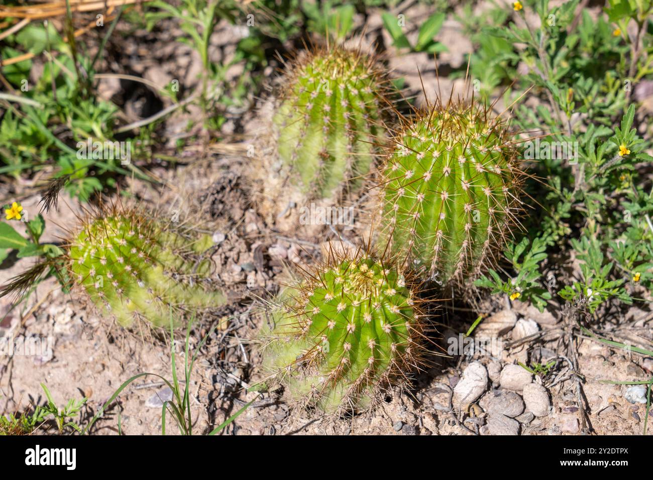 Petit Cardon Cactus, Soehrensia schickendantzii, dans le jardin Botánico de Altura près de Tilcara, Argentine. Banque D'Images