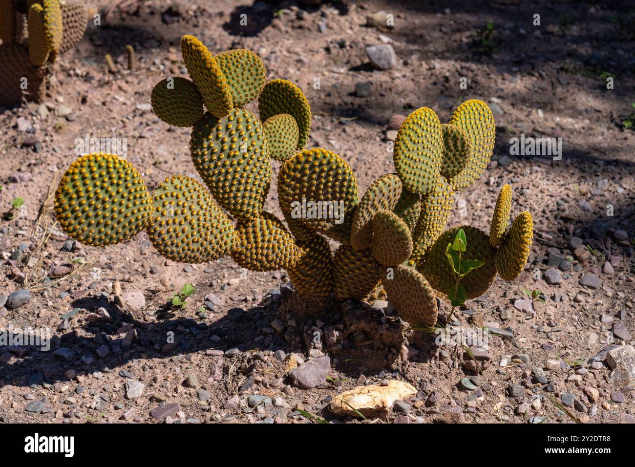 Oreilles de lapin Cactus, Opuntia microdasys, dans le jardin Botánico de Altura près de Tilcara, Argentine. Banque D'Images