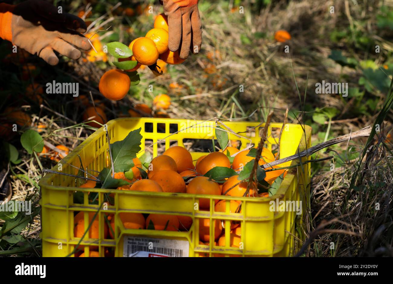 Naplouse, Cisjordanie. 25 janvier 2023. Les agriculteurs cueillent des oranges dans un verger de la ville d'an-Nassariya, en Cisjordanie, à l'est de Naplouse. Les oranges sont récoltées sur les arbres une fois mûres, la saison de récolte se déroulant en Palestine entre fin décembre et fin janvier Banque D'Images