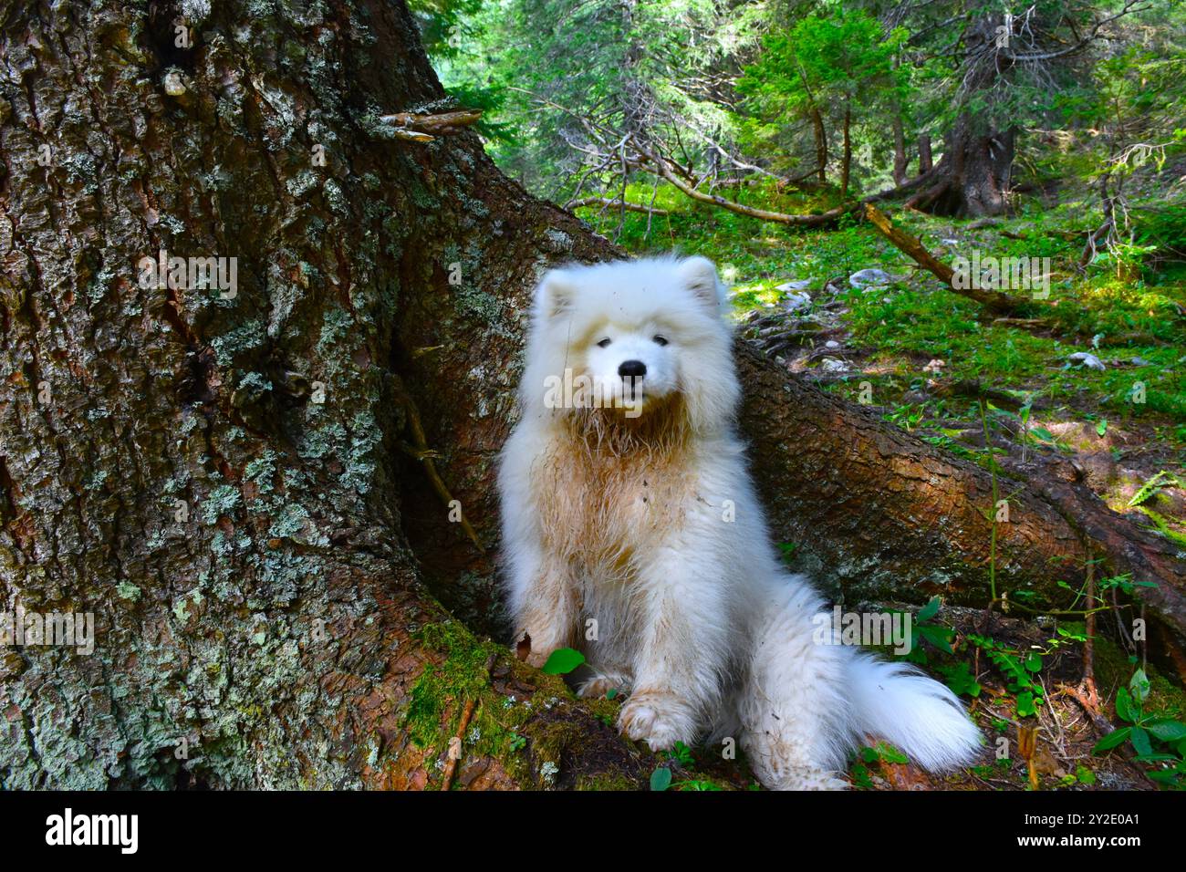 Chiot mignon samoyed à côté d'un arbre Banque D'Images