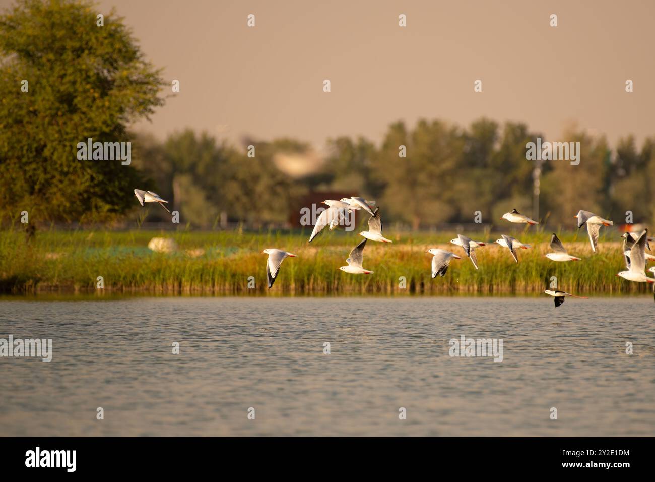 Un troupeau ou une colonie de goélands à bec mince en vol au-dessus du lac dans une belle lumière dorée de soleil de fin de soirée. Ils sont également appelés gène Chroicocephalus Banque D'Images