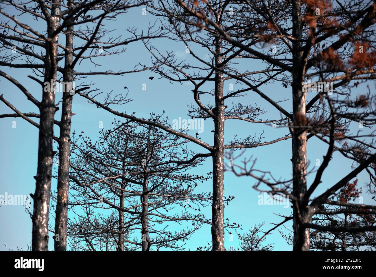 Arbres carbonisés avec des branches brûlées contre un ciel bleu, soulignant la dévastation causée par un feu de forêt à Legarda, Navarre, Espagne. Legarda Navarra SP Banque D'Images