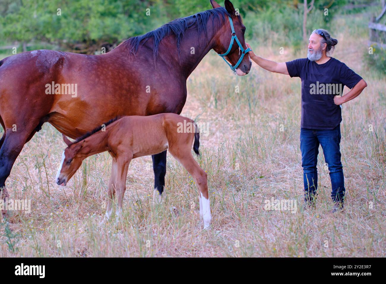 Un homme caresse un cheval et un bébé cheval se tient à côté de lui. L'homme porte une chemise noire et un Jean ESPAGNE Copyright : xMikelxBilbaox/xVWPicsx Banque D'Images