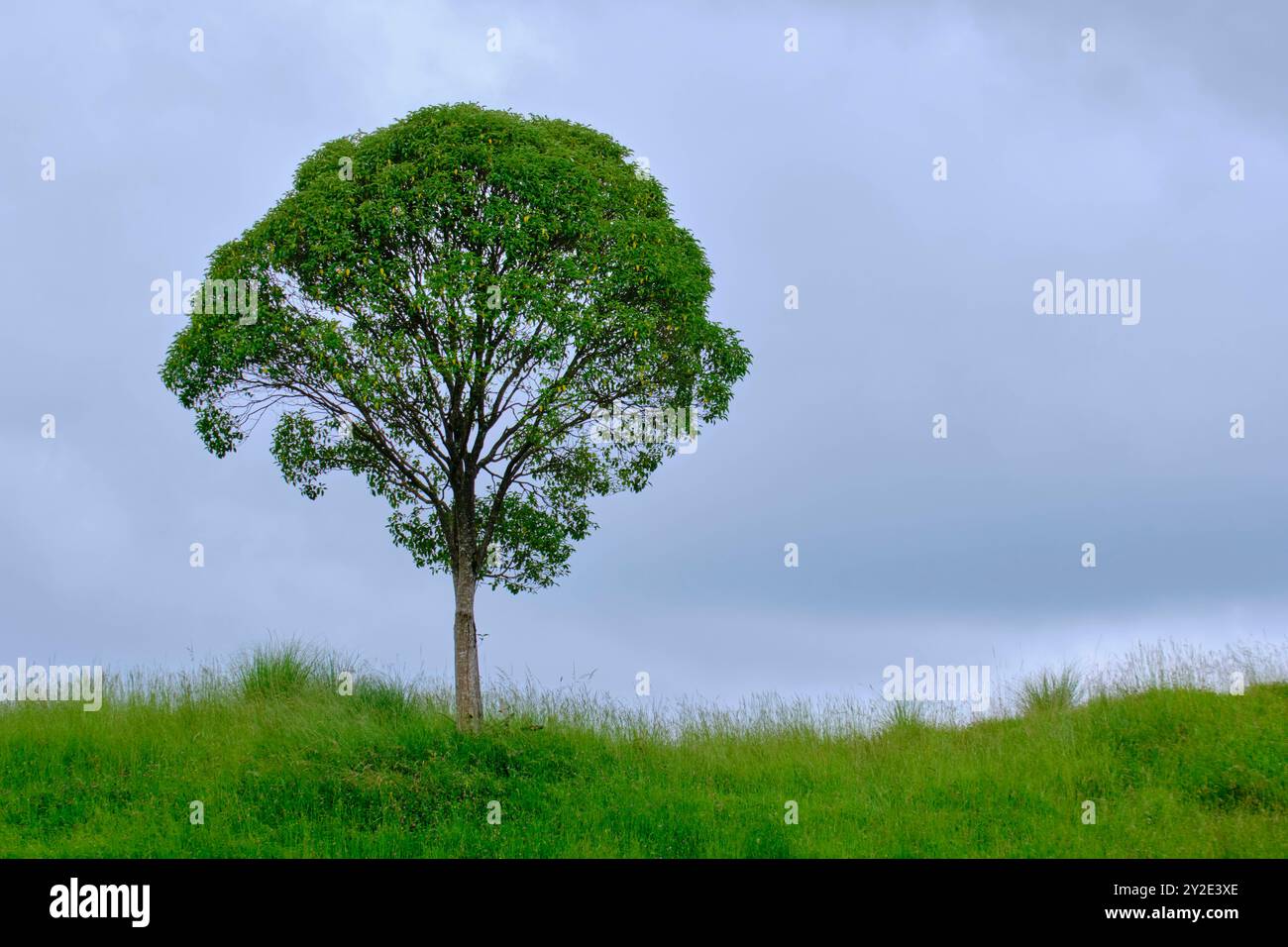 Un grand arbre se tient seul dans un champ d'herbe. Le ciel est nuageux, et l'arbre est le seul objet de la scène. Parc naturel de Cabarceno. Cantabrie, Spai Banque D'Images