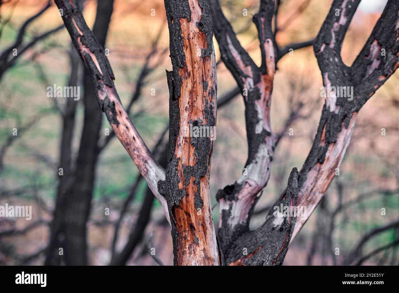 Des arbres carbonisés se dressent dans un sol aride à Legarda, Navarre, Espagne, un rappel brutal de la puissance destructrice des feux de forêt. Legarda Navarra ESPAGNE Copyright: Banque D'Images