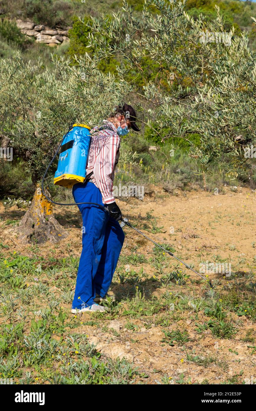 Jeune agriculteur pulvérisant de l'herbicide dans un champ d'oliviers. Bargota, Navarre, Espagne, Europe. ESPAGNE Copyright : xMikelxBilbaox/xVWPicsx MBG-24-04-3 Banque D'Images