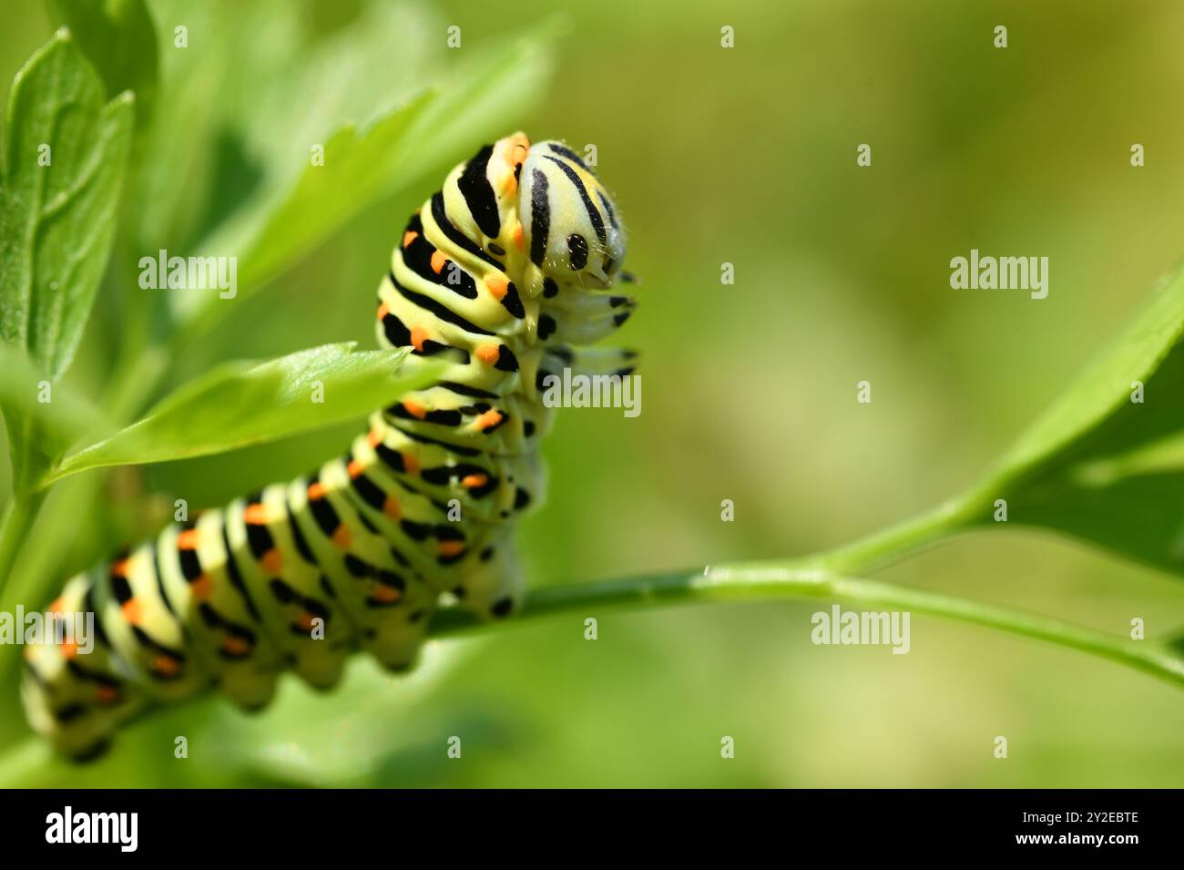 caterpillar cose up a tiré fond vert et sur la feuille Banque D'Images