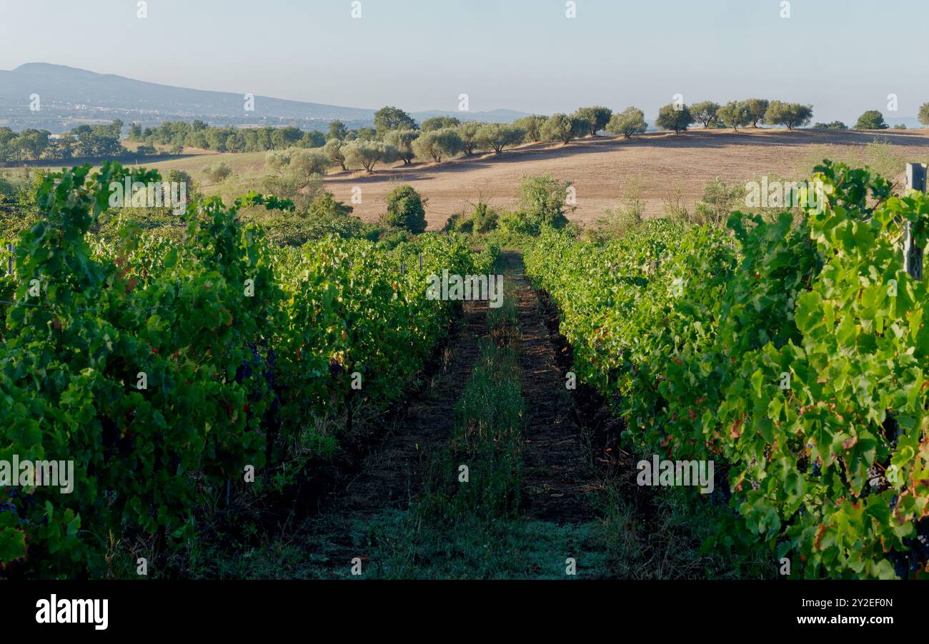 Vignoble à Montefiascone juste avant le moment de la récolte une oliveraie sur la colline derrière. Région du Latium, Italie. 10 septembre 2024. Banque D'Images