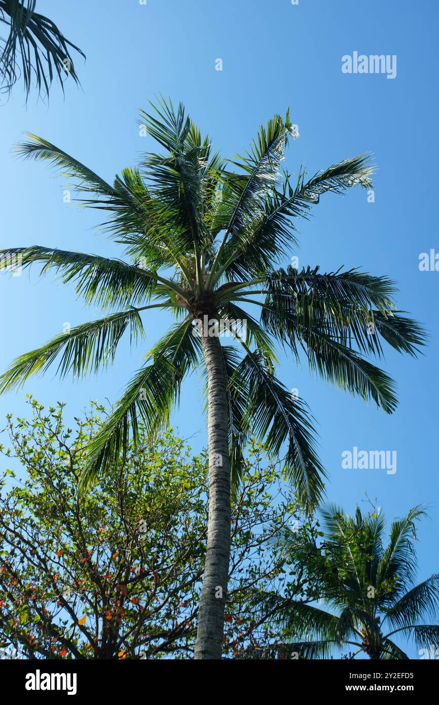 Vue ascendante d'un grand palmier atteignant le ciel bleu clair, symbolisant l'ultime évasion tropicale. Banque D'Images
