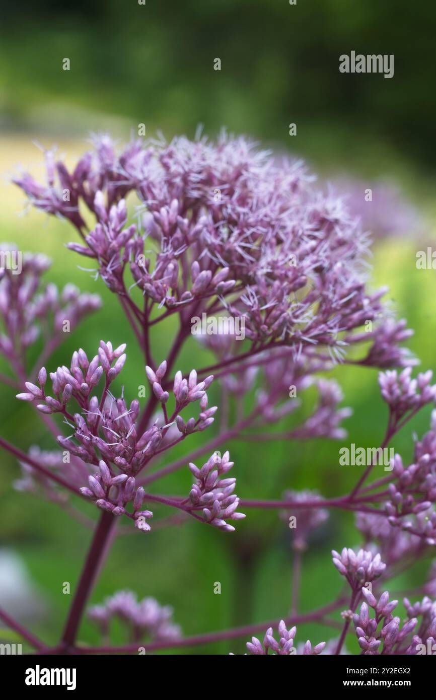 Gros plan de la fleur sauvage violette dans un cadre naturel Banque D'Images