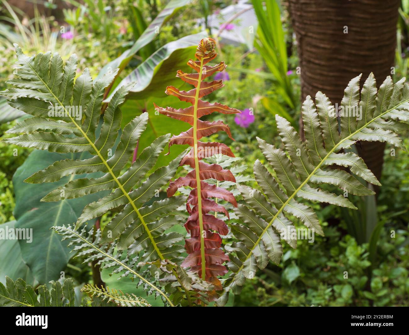 Nouvelle fronde rouge bronze et vieilles frondes vertes de la fougère brésilienne naine mi-robuste, Blechnum brasiliense « volcan » Banque D'Images