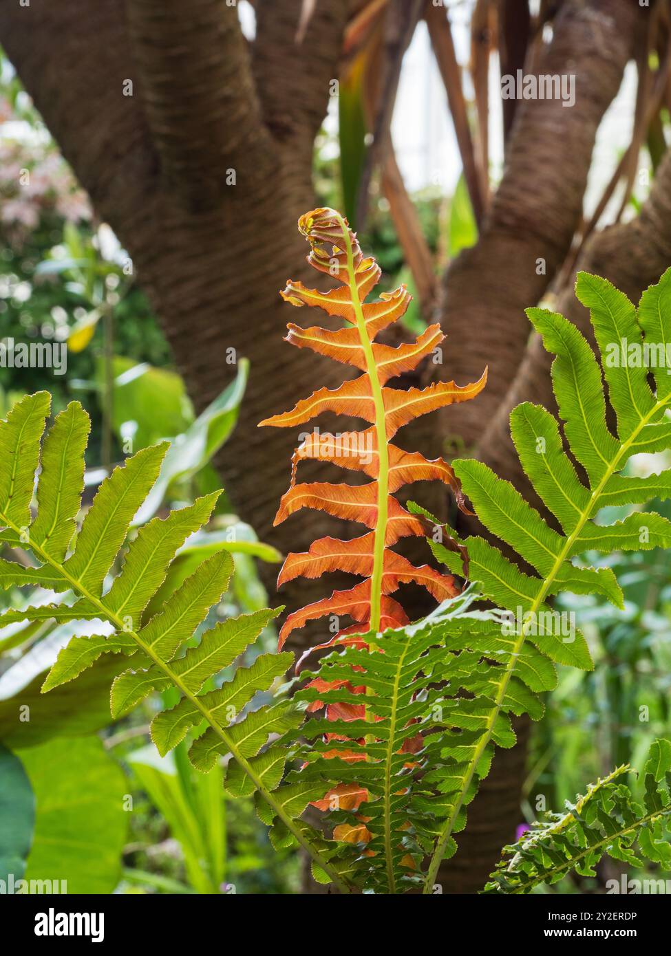 Nouvelle fronde rouge bronze et vieilles frondes vertes de la fougère brésilienne naine mi-robuste, Blechnum brasiliense « volcan » Banque D'Images