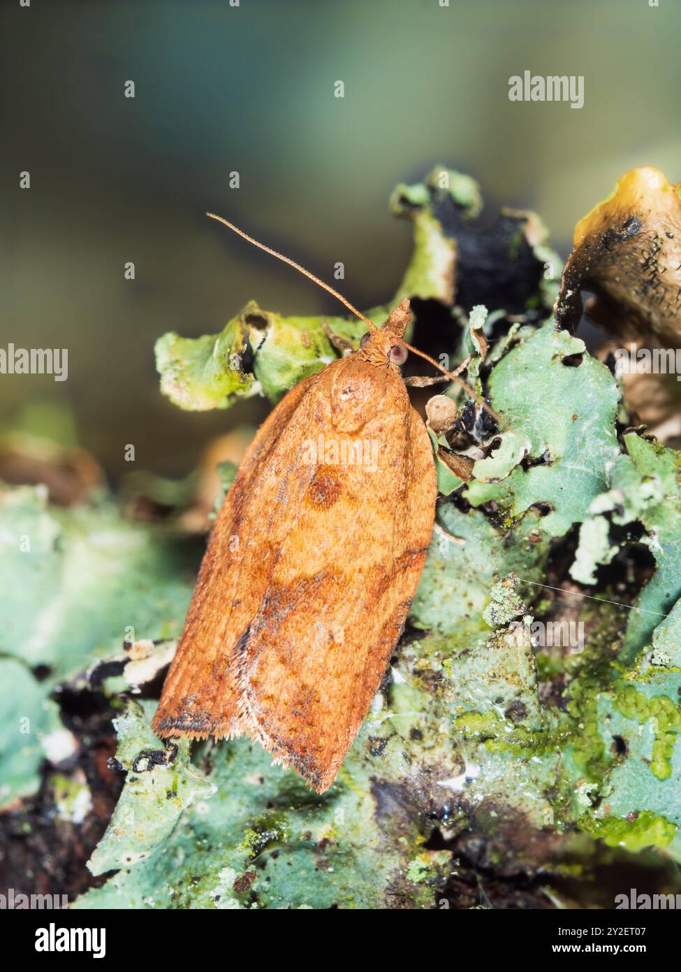 Adulte de l'introduit Epiphyas postvittana, Light Brown Apple Moth, un rouleau à feuilles originaire d'Australie Banque D'Images