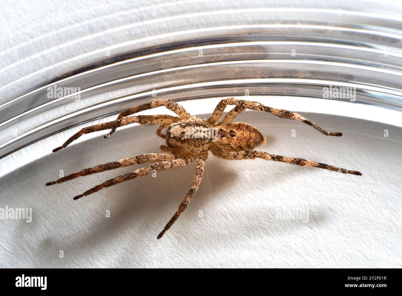 Araignée Nosferatu, coincée dans du verre, gros plan avec dessin sur le dos Banque D'Images