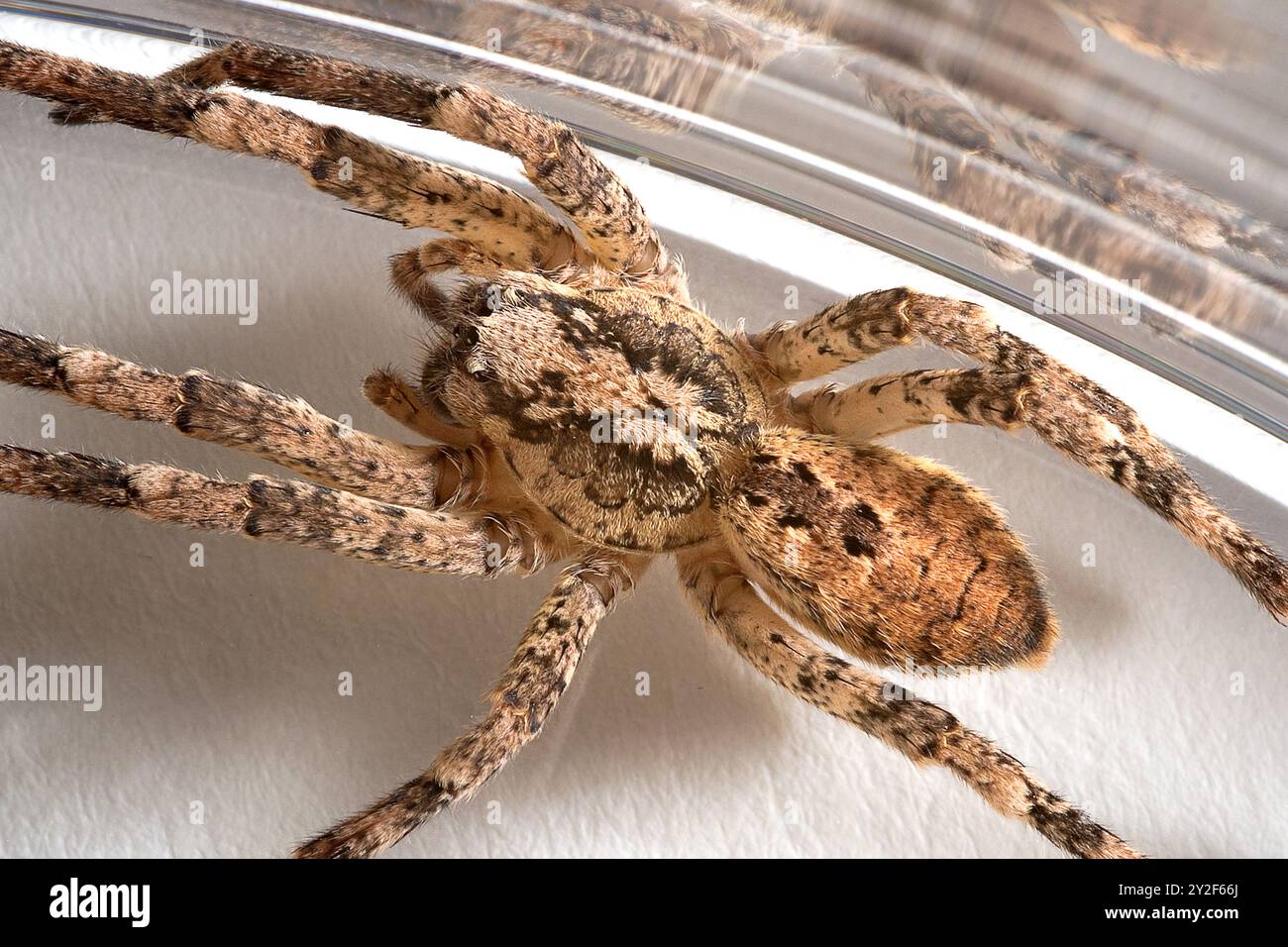 Araignée Nosferatu, coincée dans du verre, gros plan avec dessin sur le dos Banque D'Images