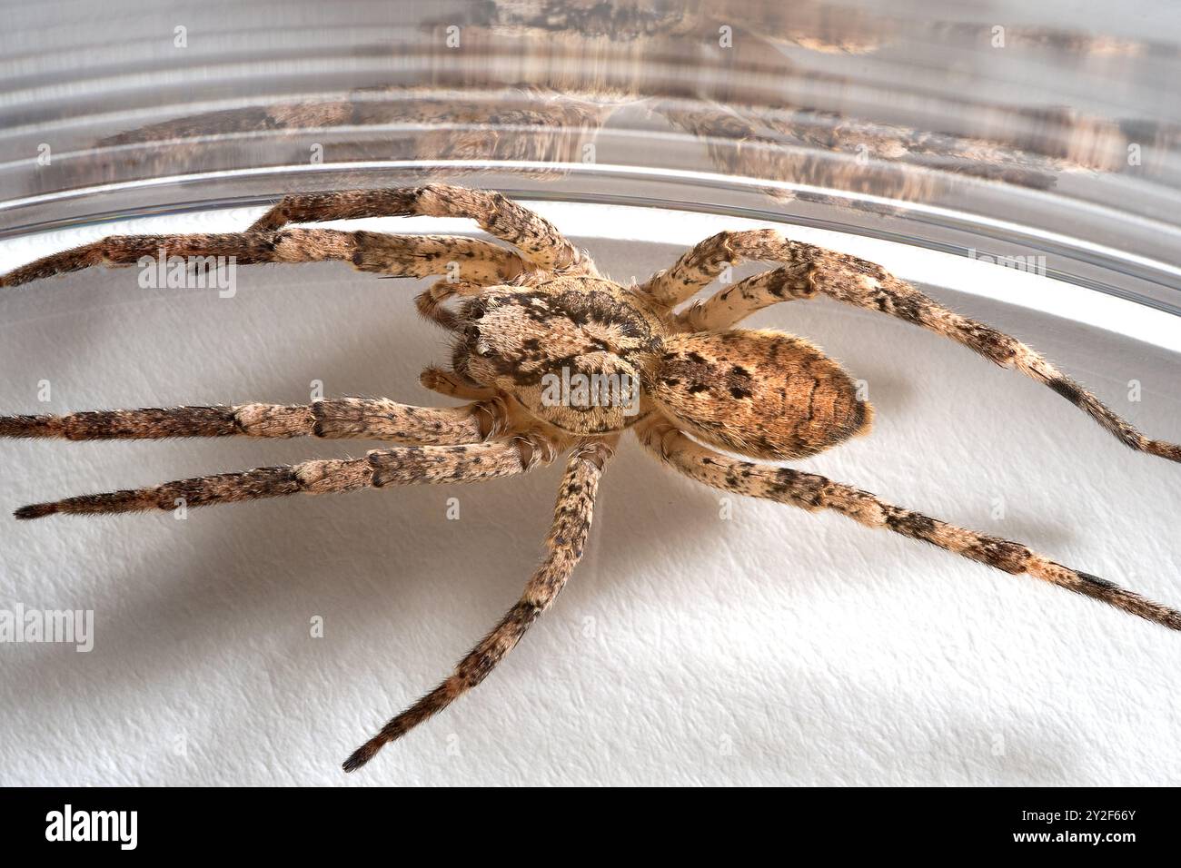 Araignée Nosferatu, coincée dans du verre, gros plan avec dessin sur le dos Banque D'Images