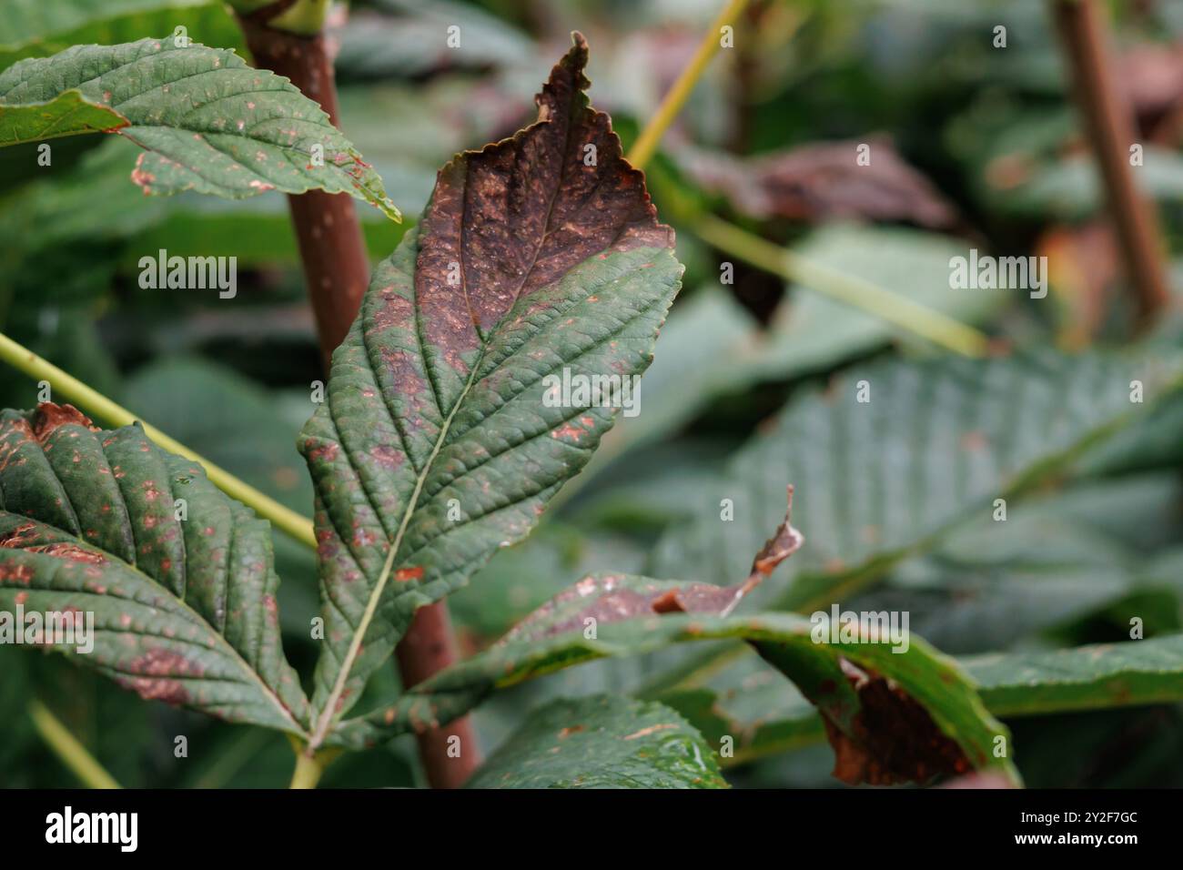Feuilles de châtaignier (Aesculus hippocastanum), Alcoy, Espagne Banque D'Images