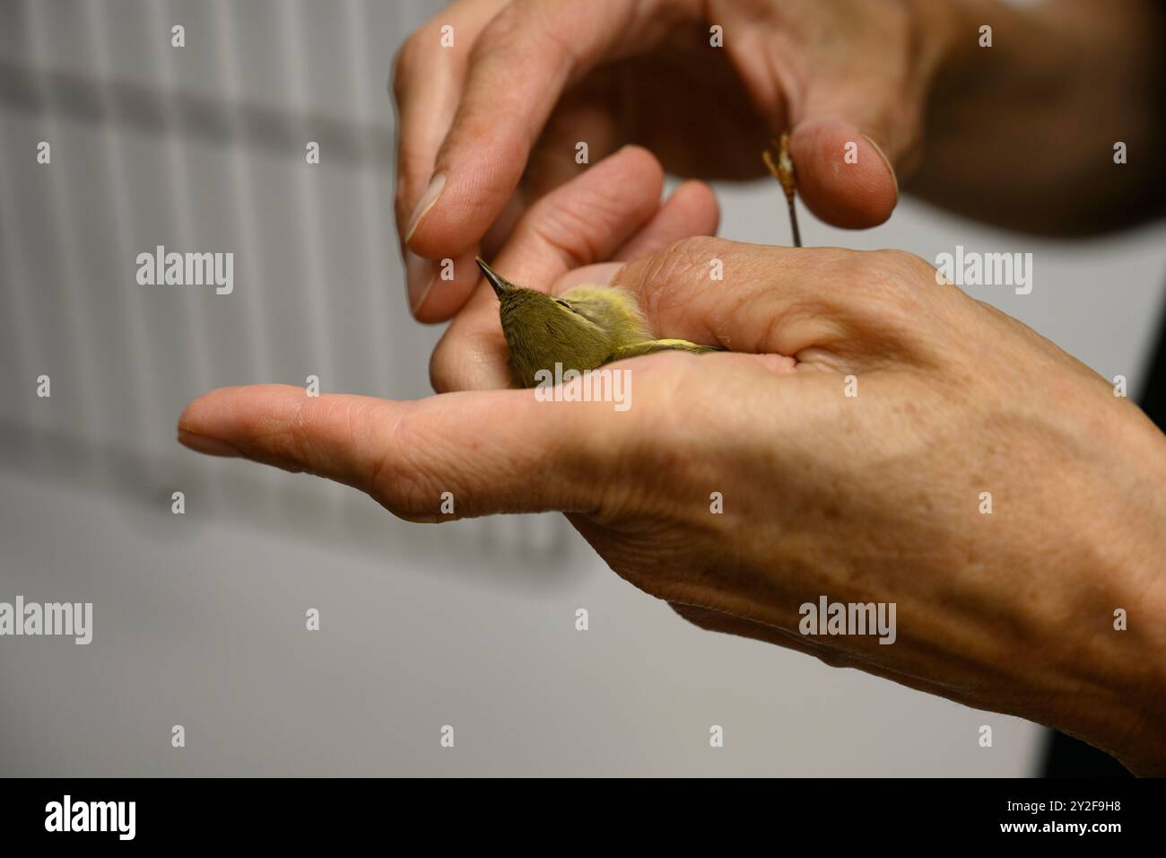 Le personnel vétérinaire examine une paruline de saule nouvellement arrivée (Phylloscopus trochilus) pour des blessures ou des blessures photographiées à la Wildlife Hos israélienne Banque D'Images