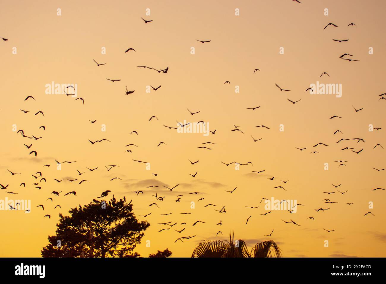 Un grand troupeau de jackdaw de l'ouest (Coloeus monedula) venant se percher pour les troupeaux de nuit augmente en taille en automne et les oiseaux se rassemblent au crépuscule fo Banque D'Images