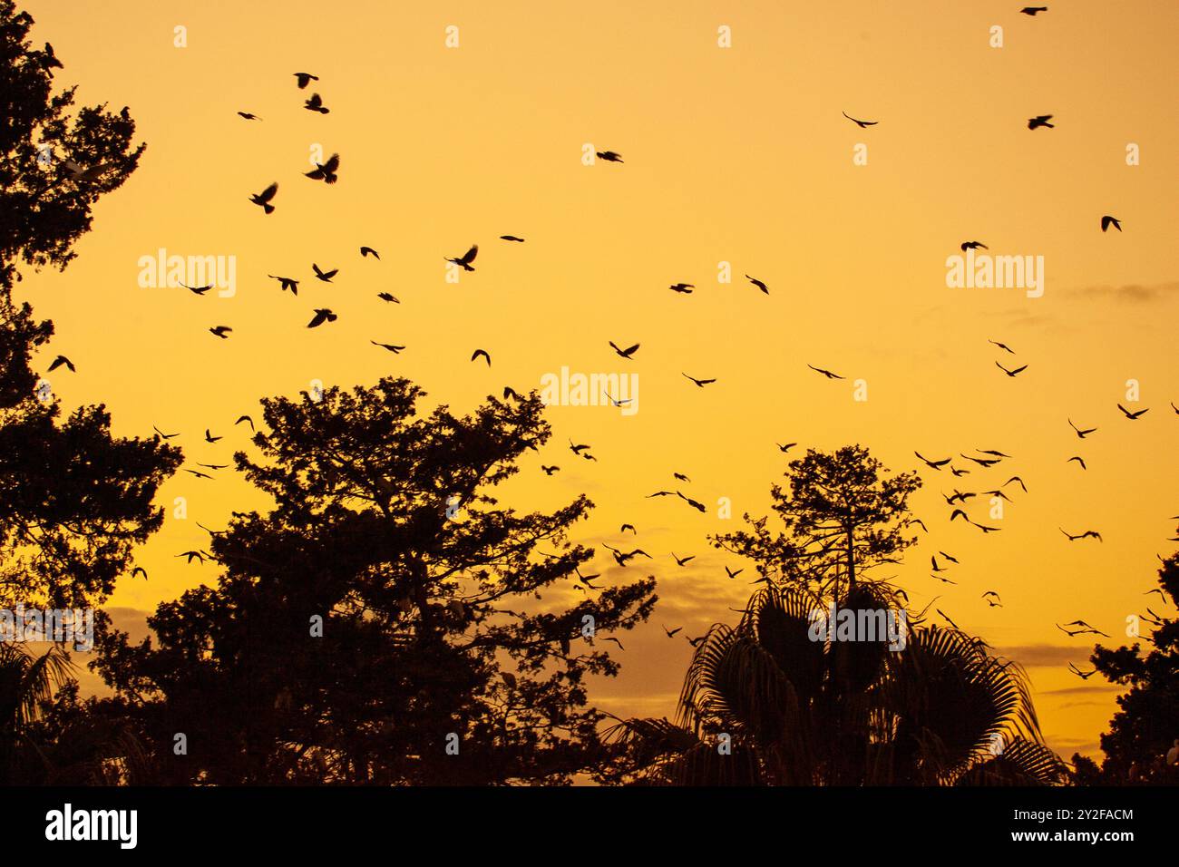 Un grand troupeau de jackdaw de l'ouest (Coloeus monedula) venant se percher pour les troupeaux de nuit augmente en taille en automne et les oiseaux se rassemblent au crépuscule fo Banque D'Images