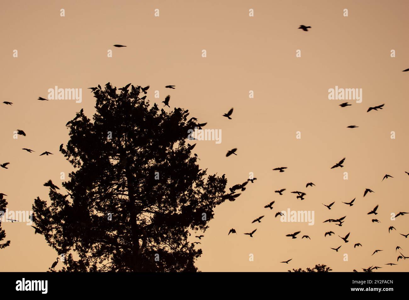 Un grand troupeau de jackdaw de l'ouest (Coloeus monedula) venant se percher pour les troupeaux de nuit augmente en taille en automne et les oiseaux se rassemblent au crépuscule fo Banque D'Images