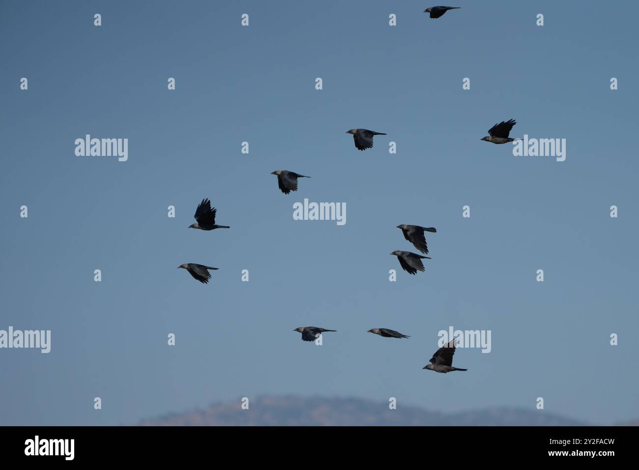 Un grand troupeau de jackdaw de l'ouest (Coloeus monedula) venant se percher pour les troupeaux de nuit augmente en taille en automne et les oiseaux se rassemblent au crépuscule fo Banque D'Images