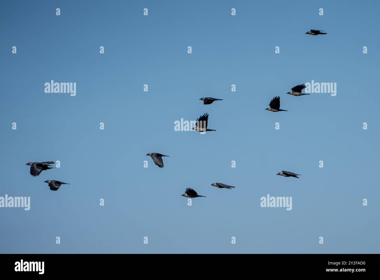 Un grand troupeau de jackdaw de l'ouest (Coloeus monedula) venant se percher pour les troupeaux de nuit augmente en taille en automne et les oiseaux se rassemblent au crépuscule fo Banque D'Images