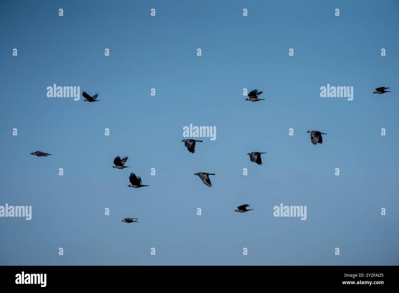 Un grand troupeau de jackdaw de l'ouest (Coloeus monedula) venant se percher pour les troupeaux de nuit augmente en taille en automne et les oiseaux se rassemblent au crépuscule fo Banque D'Images
