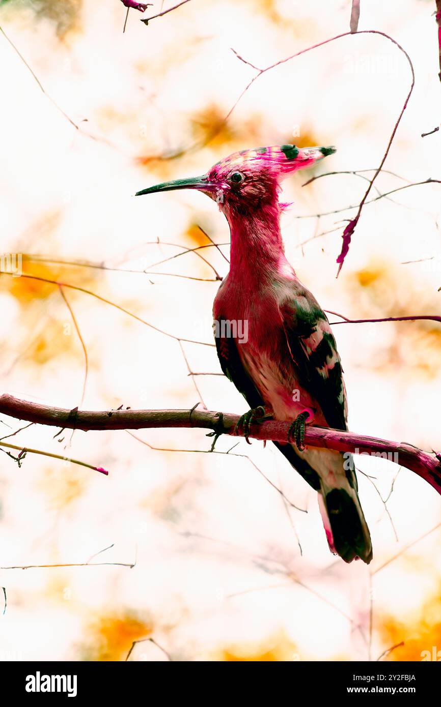 Image numériquement améliorée d'un hoopoe eurasien (épops Upupa) Banque D'Images