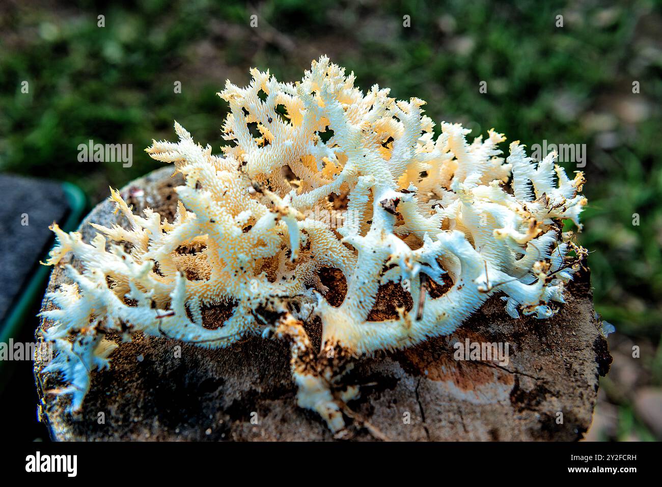 Rare corail de hérisson comestible aux champignons Banque D'Images
