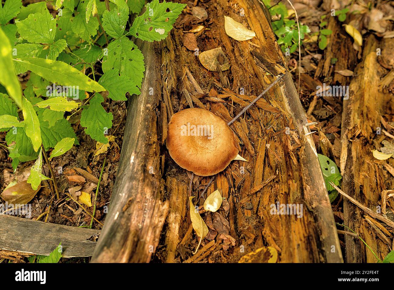 Le champignon Valui, latin Rússula foétens, cultivé dans un vieux tronc d'arbre pourri Banque D'Images