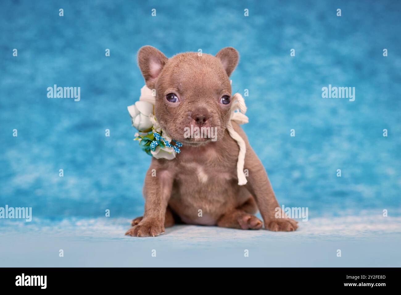 Mignon quatre semaines jeune chiot bouledogue français Brindle de lilas avec collier de fleur Banque D'Images