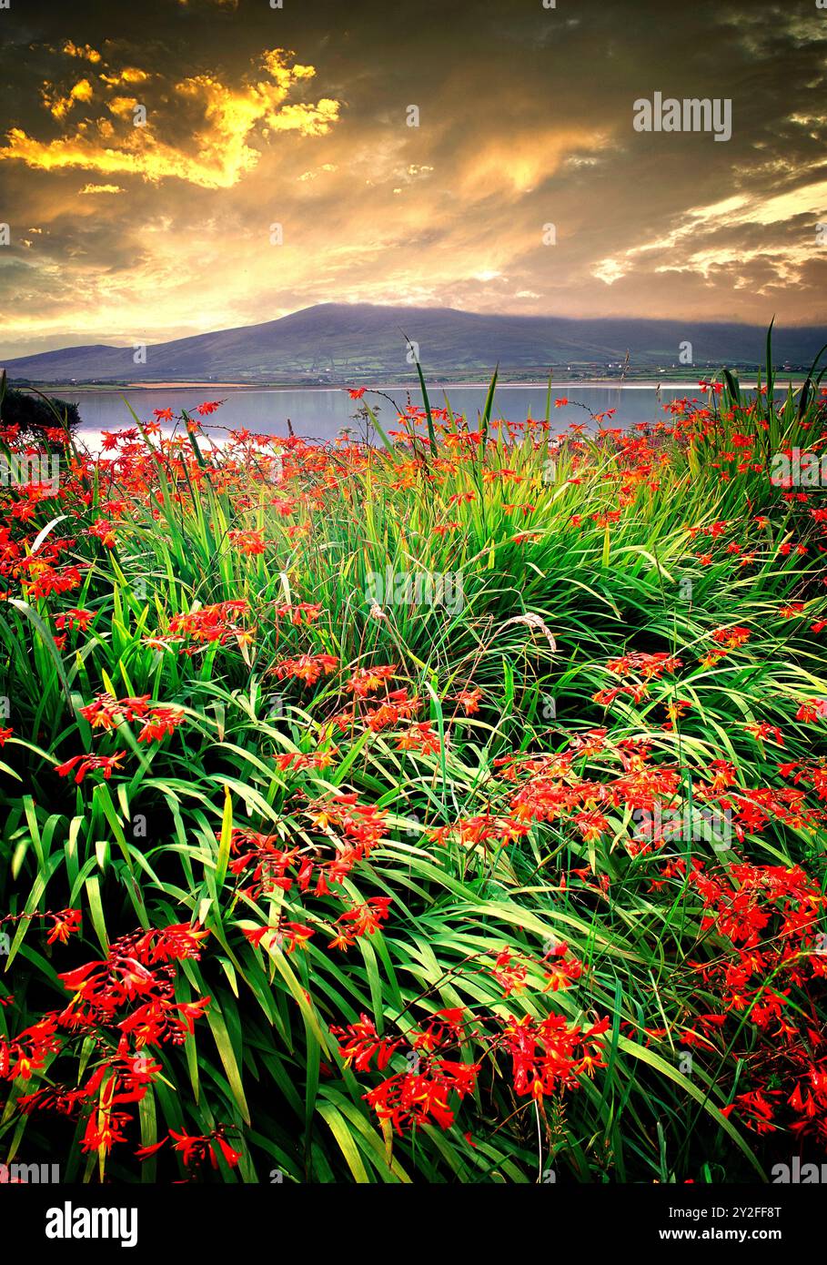 IE - CO. KERRY: Montbetia floraison sur l'île de Valence à Cromwell point Banque D'Images