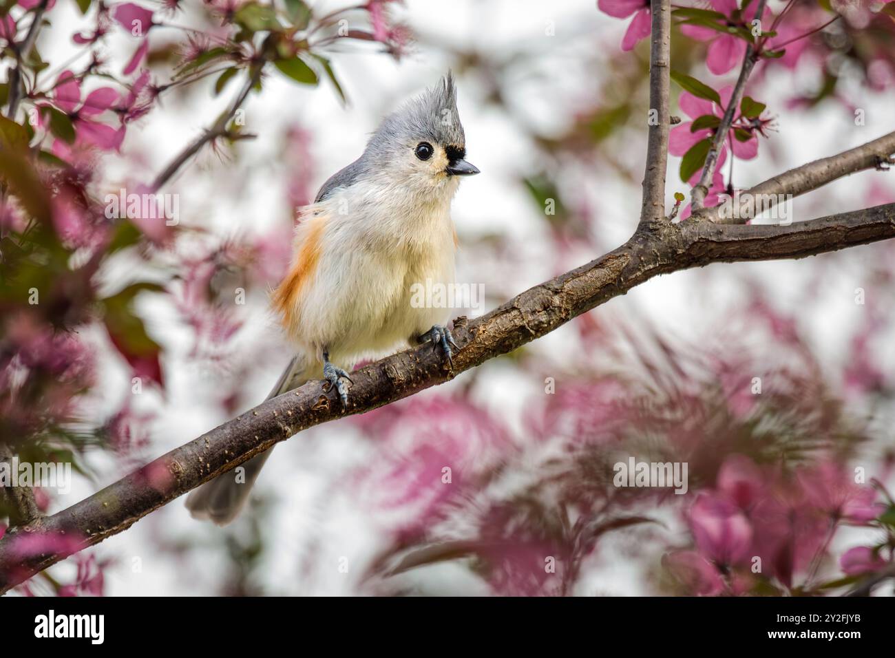 Un doux petit Titmouse tufté pose dans le Crabapple Tree en fleurs un jour de printemps. Banque D'Images
